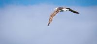 Mouette planant dans le Golfe du Morbihan