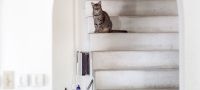 Le chat en haut des escaliers (Saint-Martin, Antilles néerlandaises)