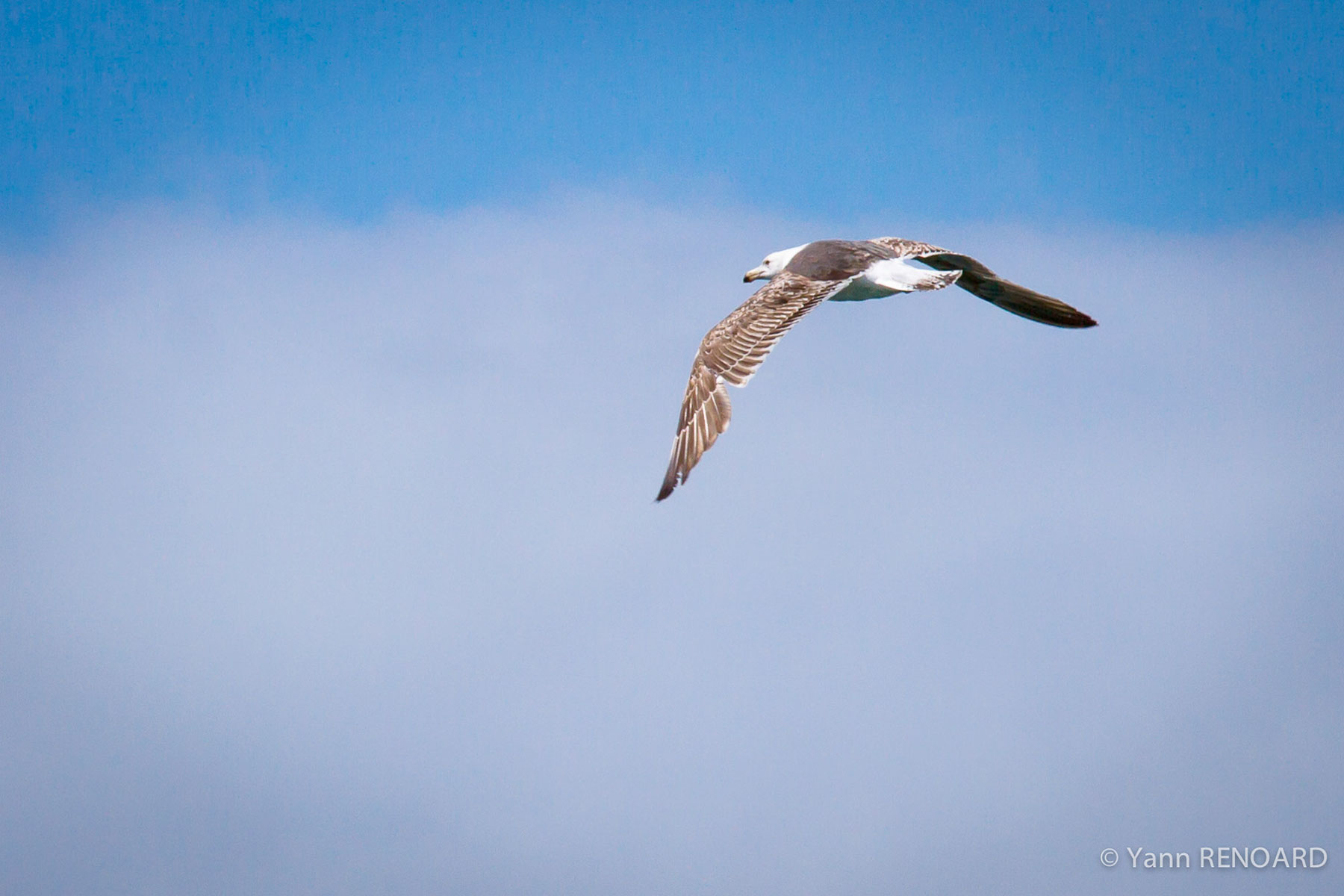 Mouette planant dans le Golfe du Morbihan