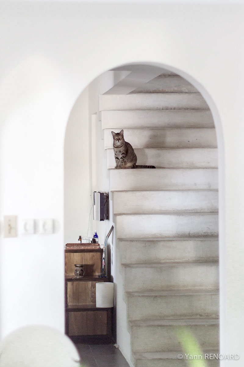 Le chat en haut des escaliers (Saint-Martin, Antilles néerlandaises)